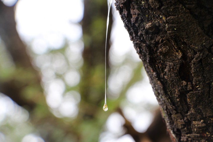 Tear