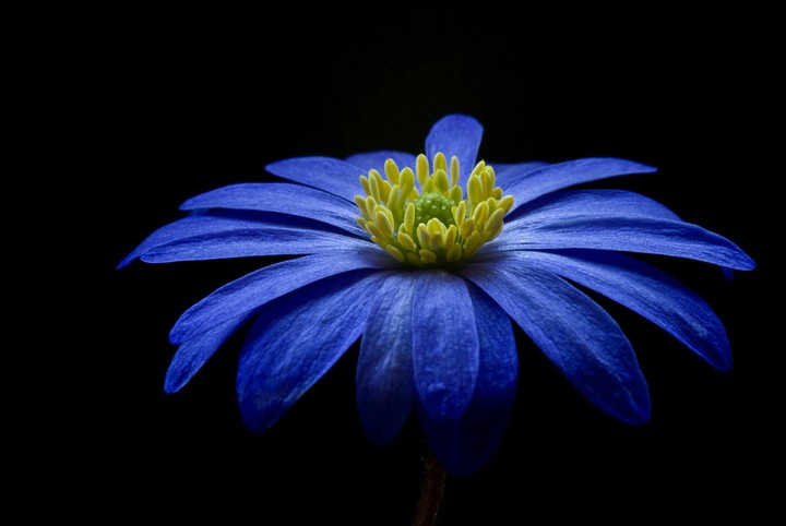 Flower in dark