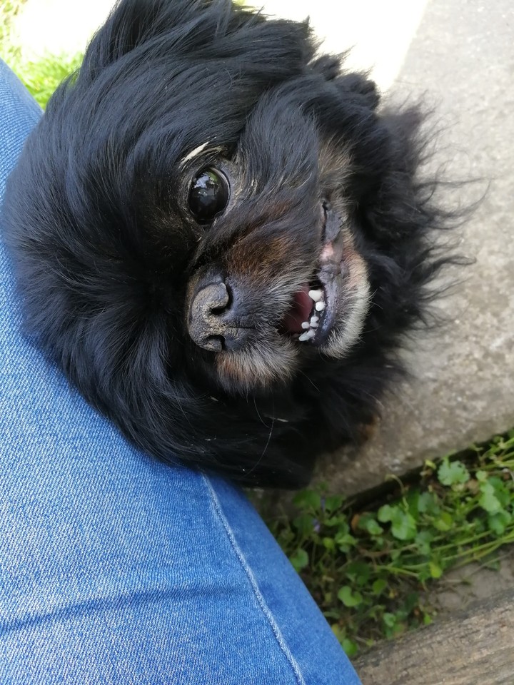 My cutiepie Doggo