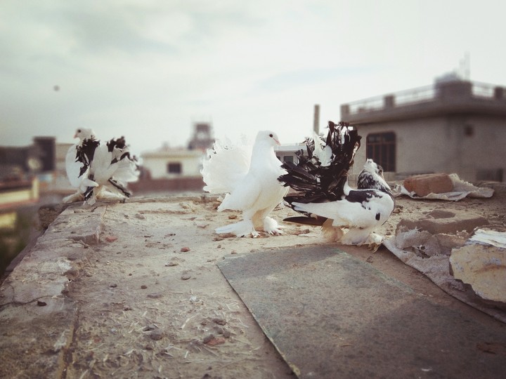 pigeon