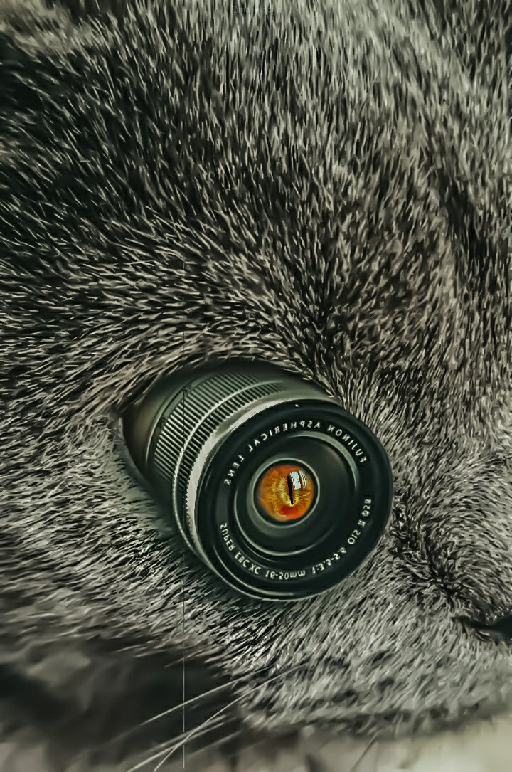 cat