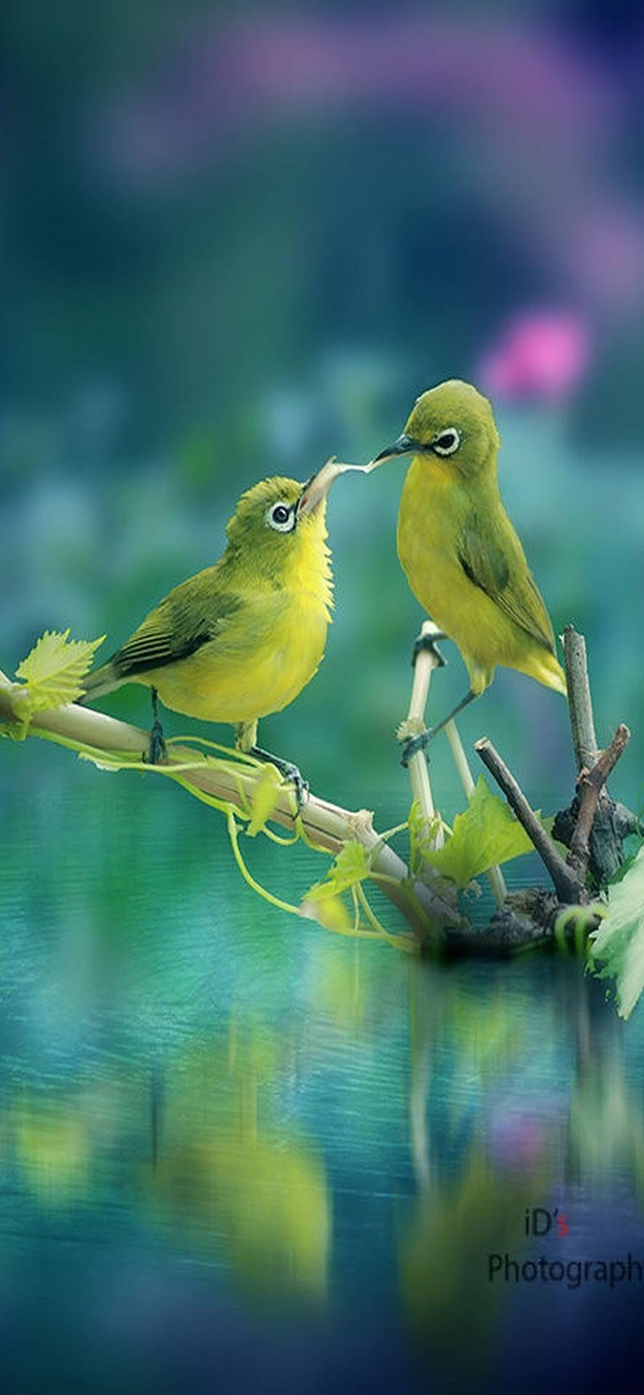 Birds