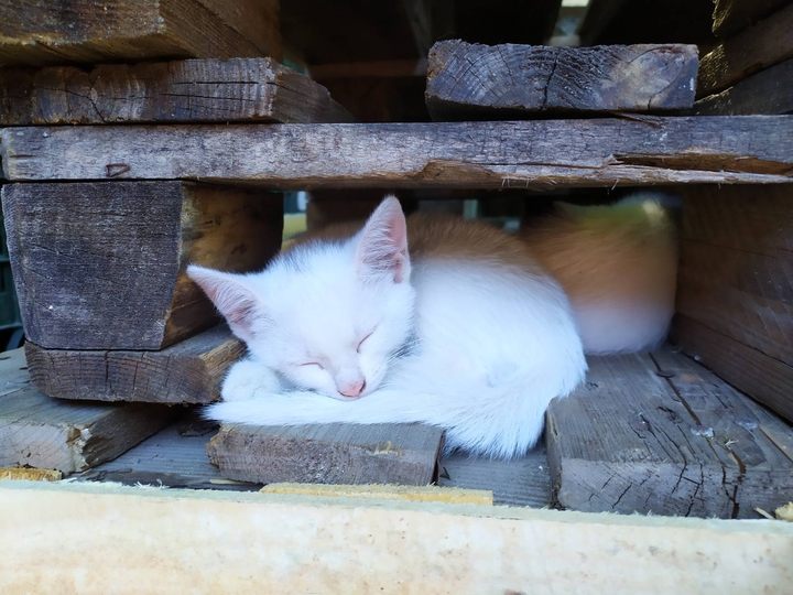 White kitten