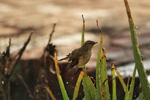 רקעים twig, beak