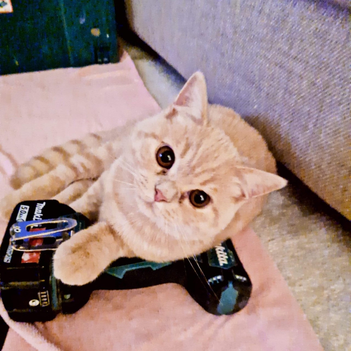 BONBON