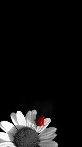 flower, black achtergronden