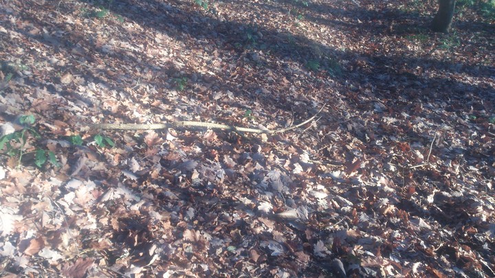 stick shadows