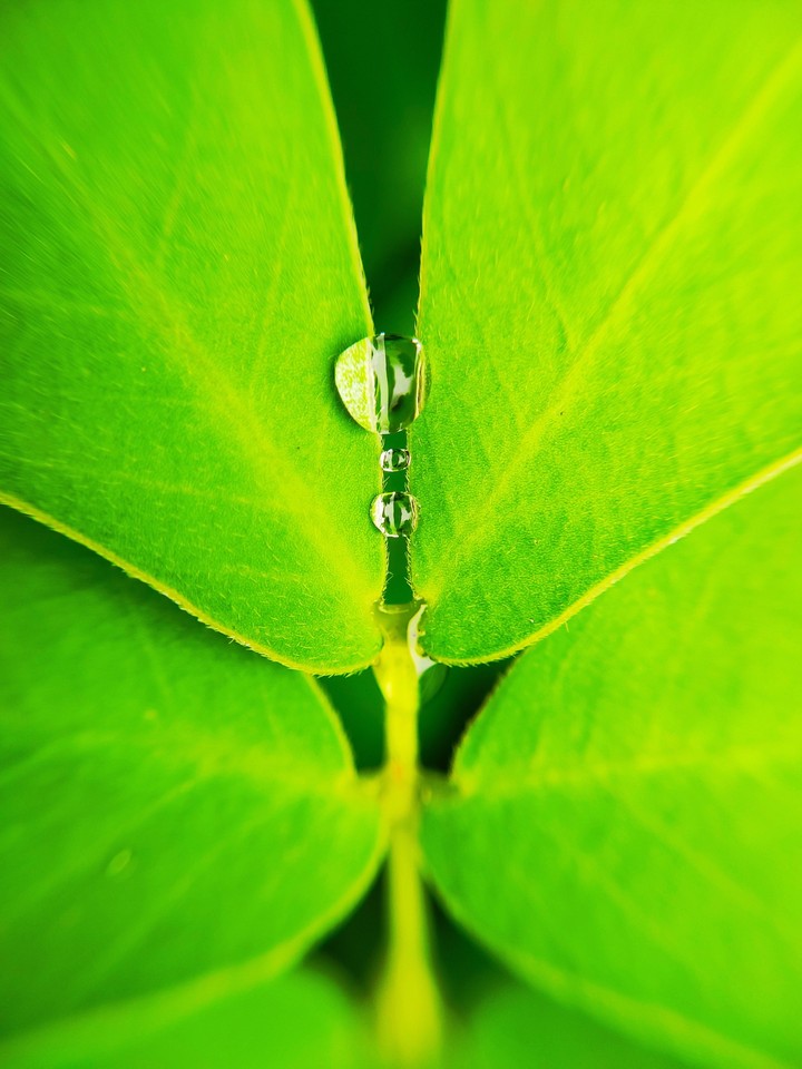 water rests on leaf