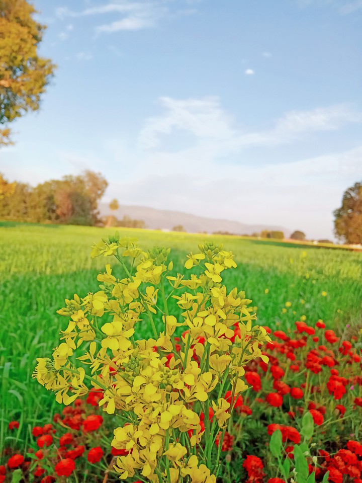 flowers beauty