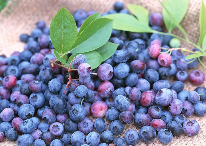 plump blueberries