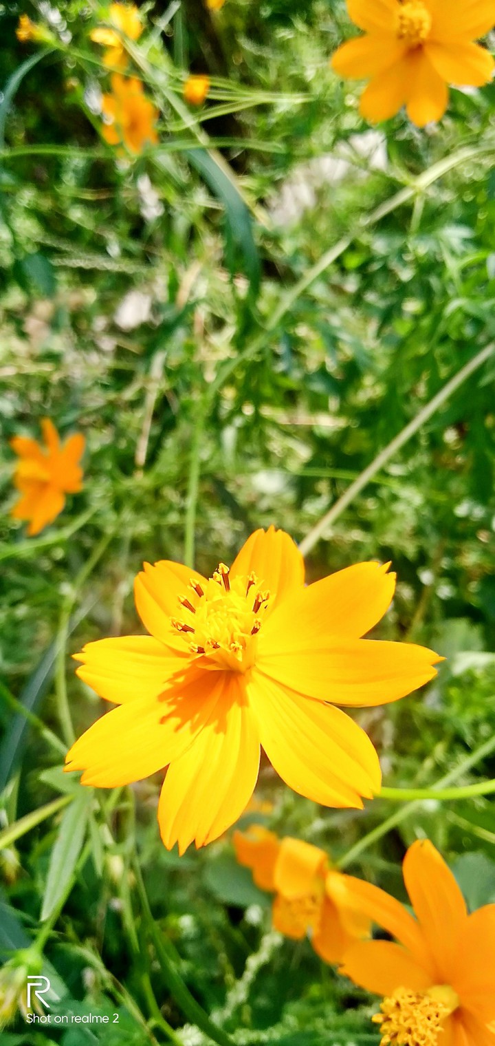 shot on realme2