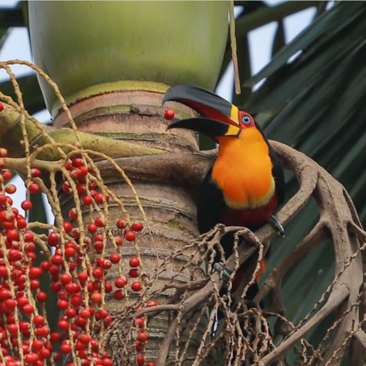 Tucano de Bico Preto