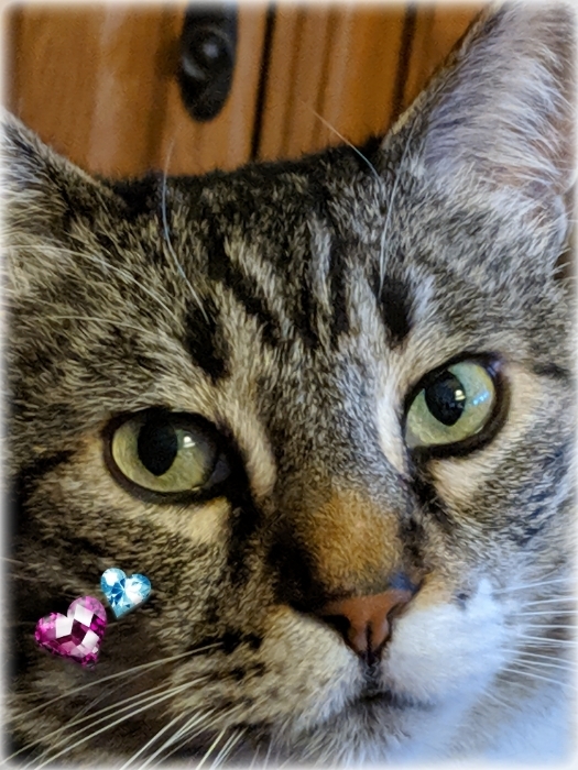 Miss Kitty's Eyes