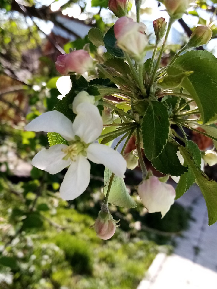 Spring