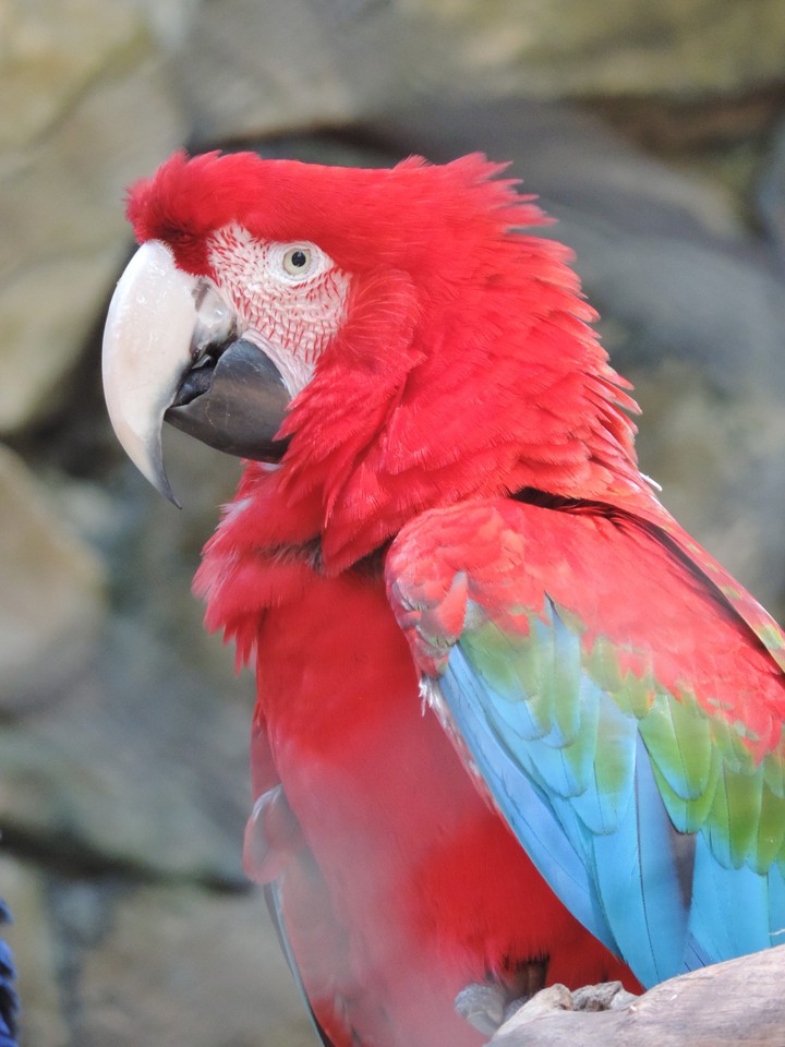 Arara