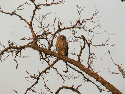 Hoot owl