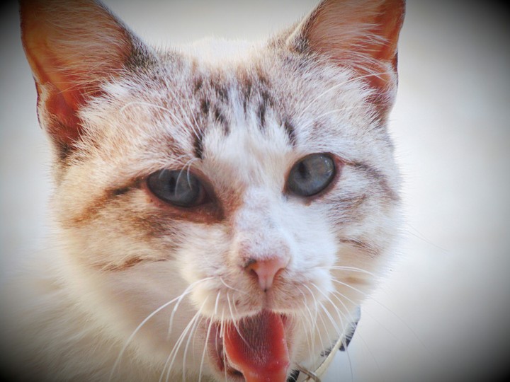 gata bandida