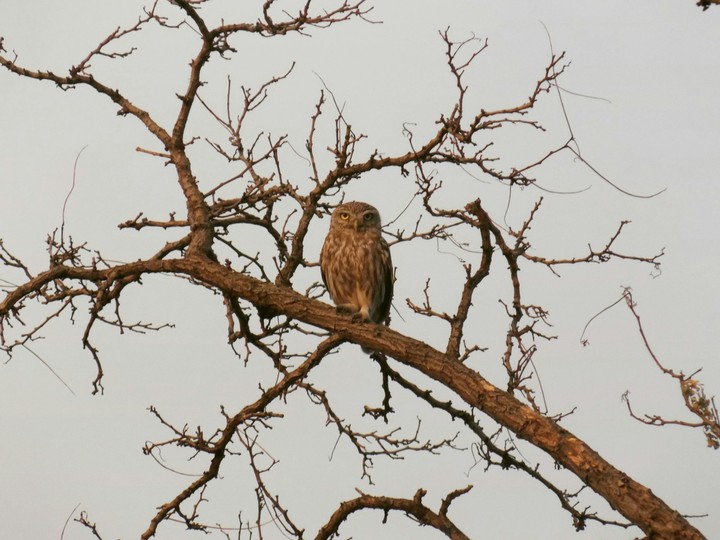 Hoot owl