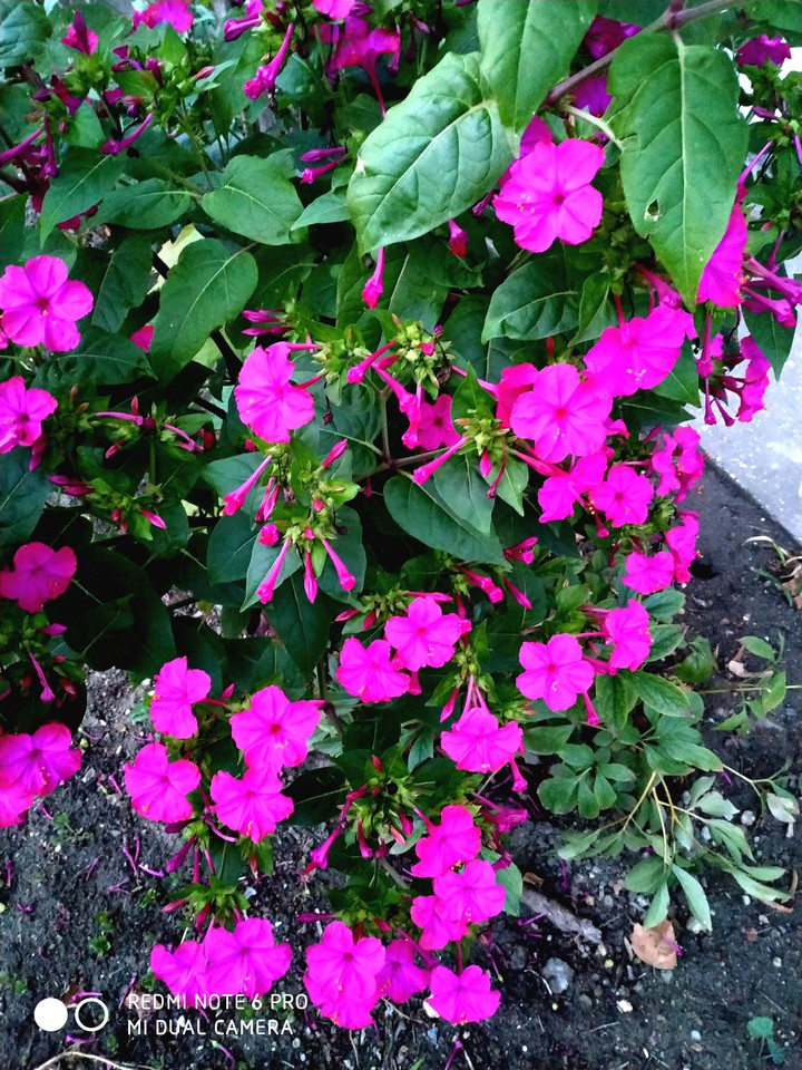 Flower's next to my boyfriend's home :D