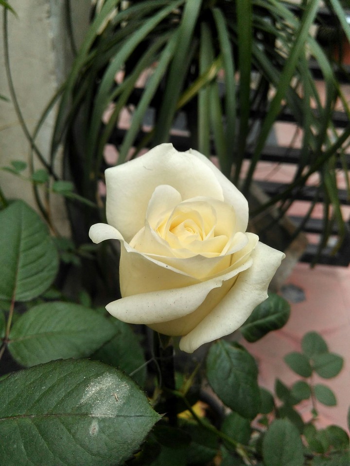 yellow rose