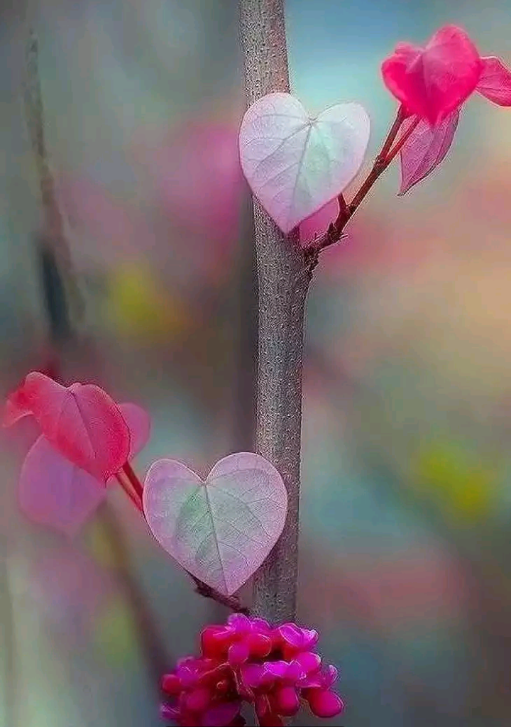 Nature Heart