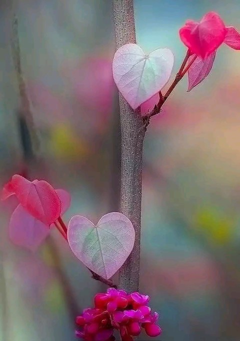 Nature Heart