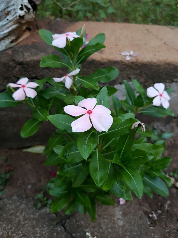 flower