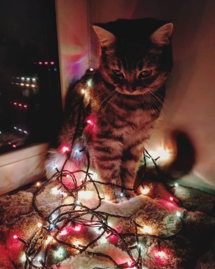 my tiger