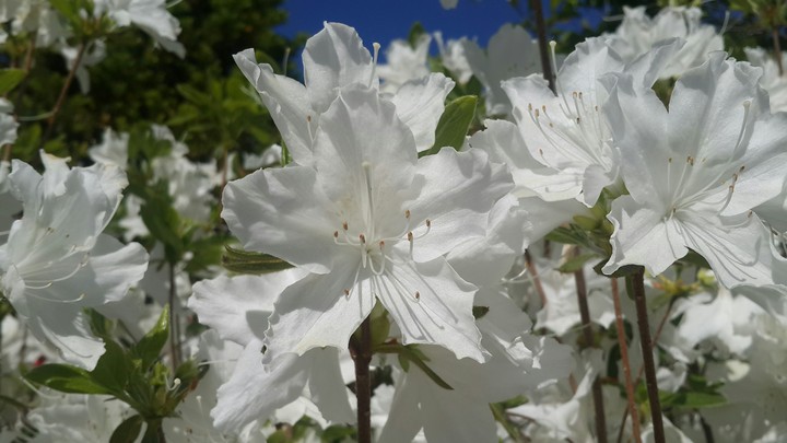 white flower