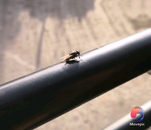 fly enjoying the journey