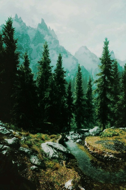 Forest Spring