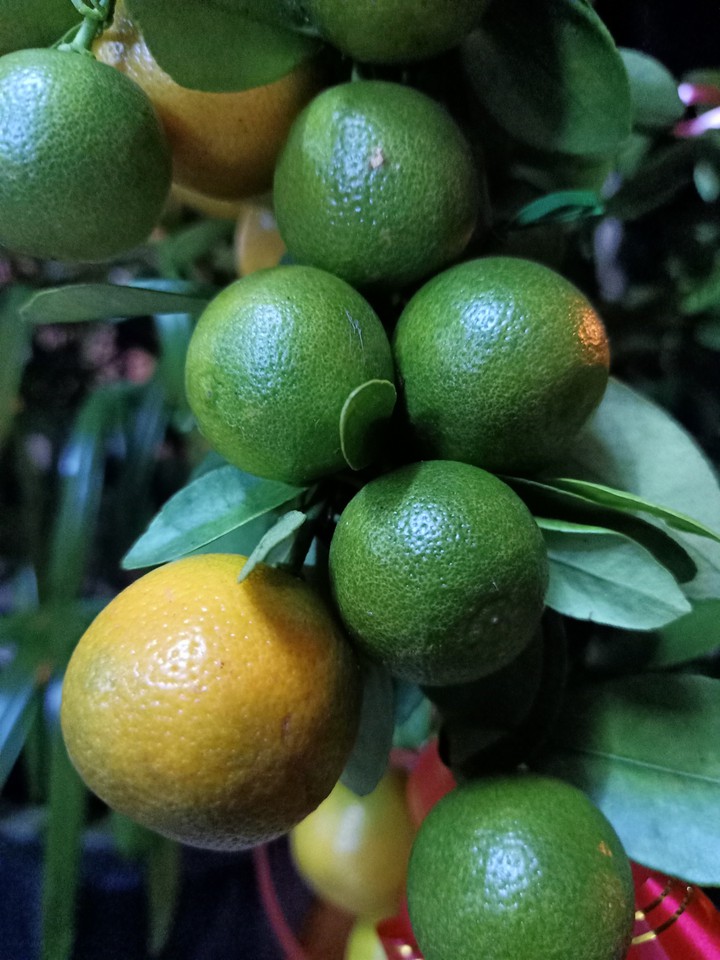 Green orange