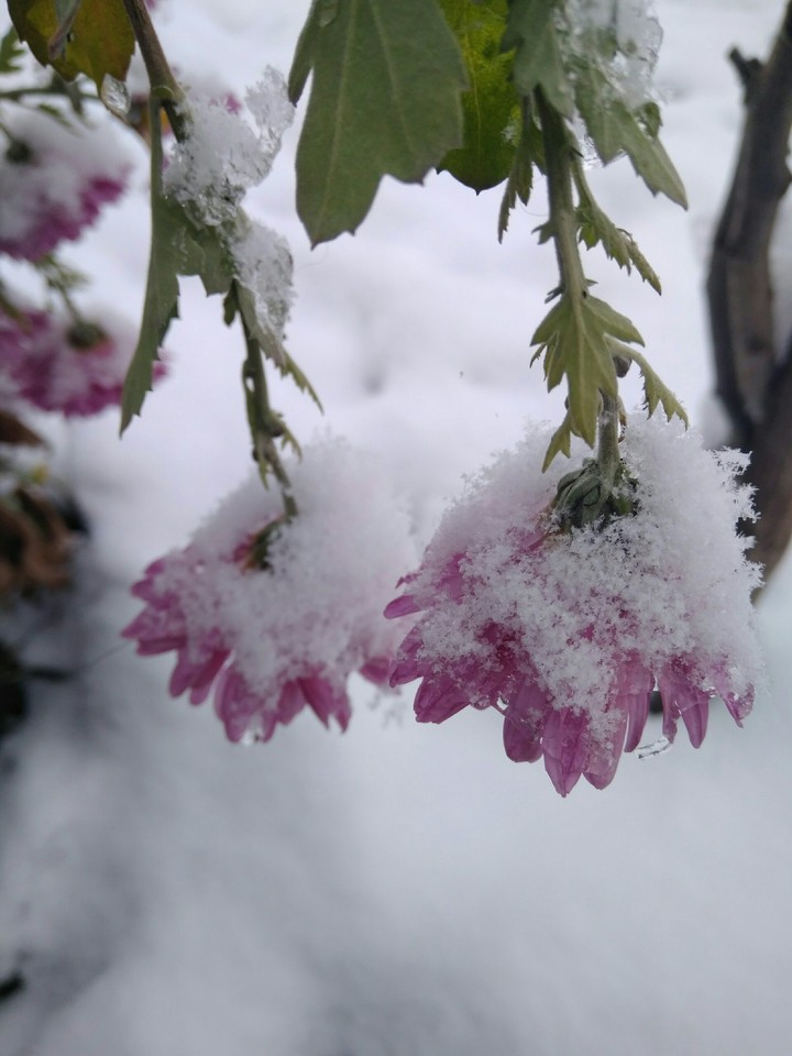 Flowers in the snow
