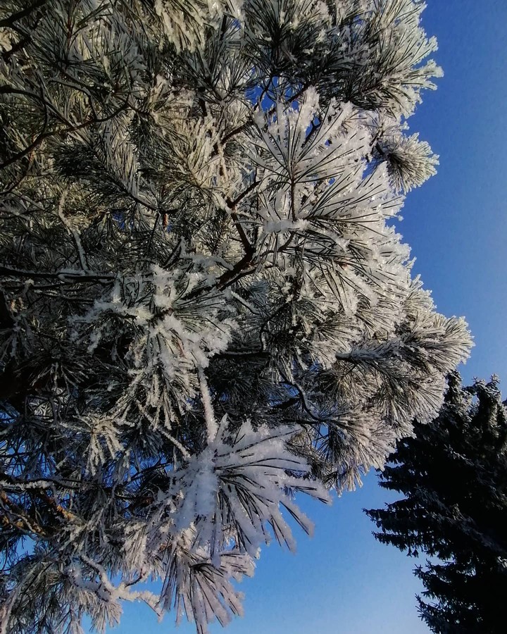 pine
