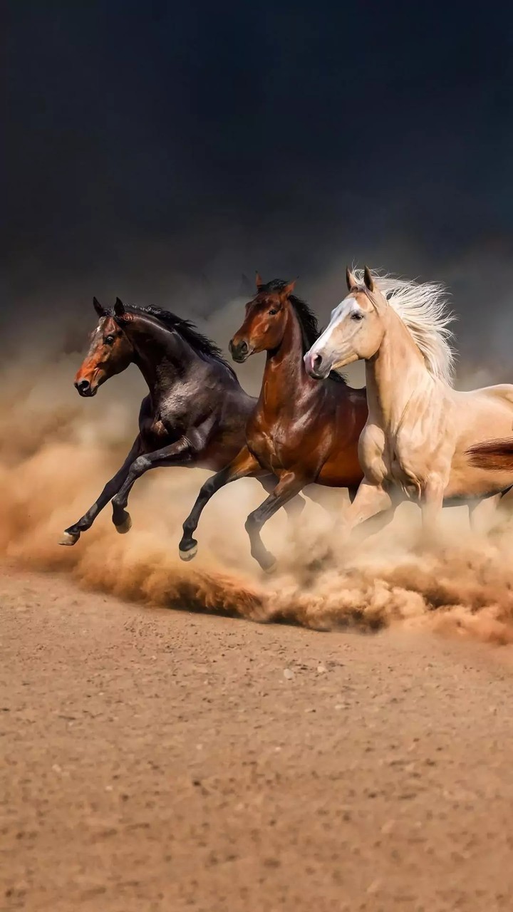 Horses...