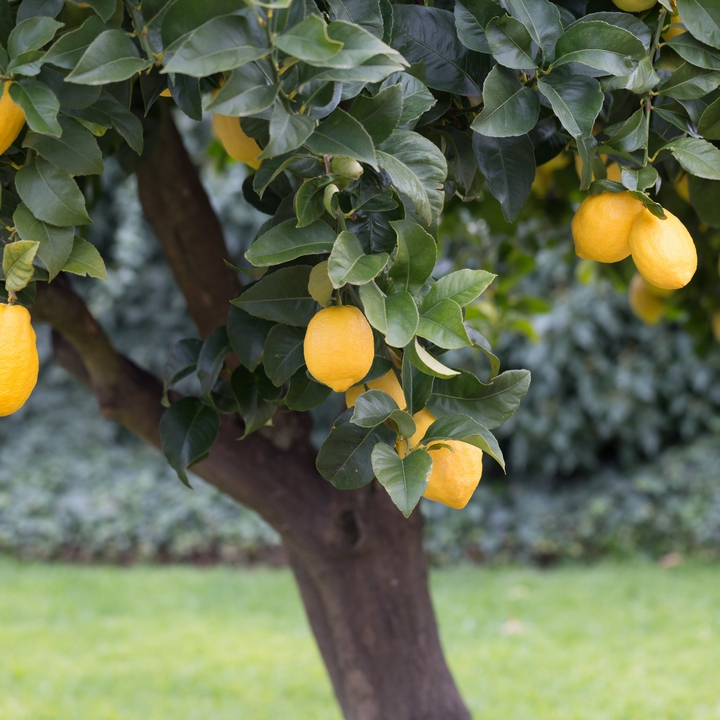 Limón
