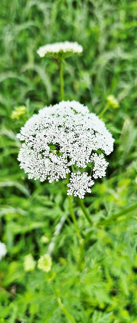 sfondi forb, ajwain