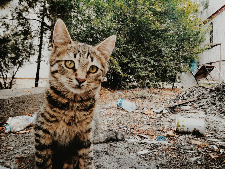 cat