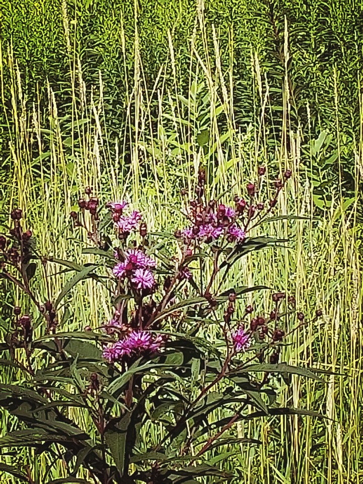 Bloomingburg NY