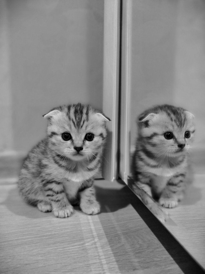 котенок