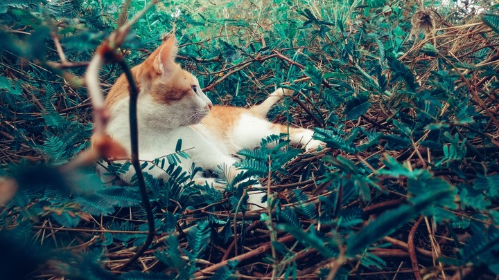 cat