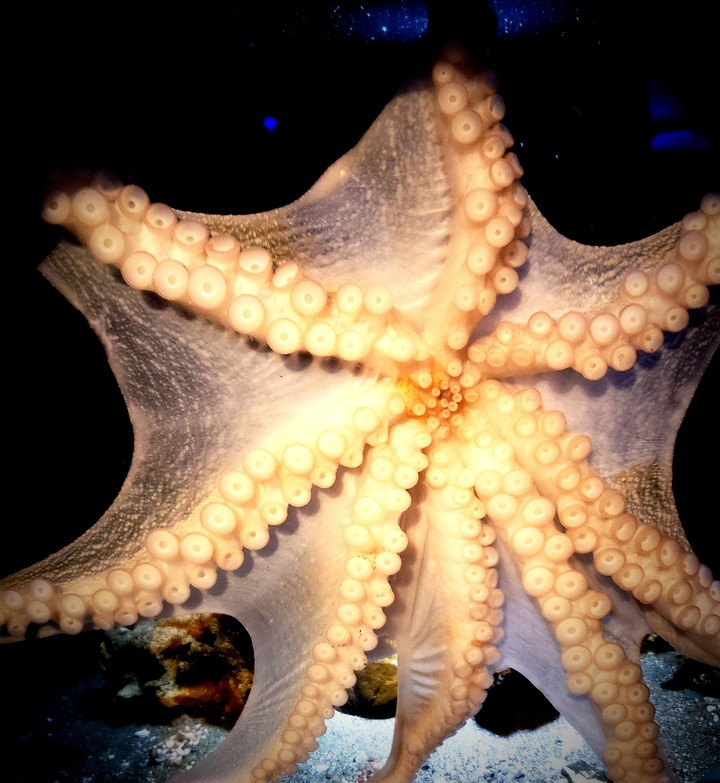 タコ