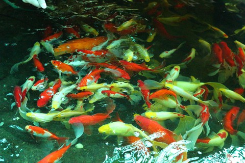 bony-fish, koi háttérképek