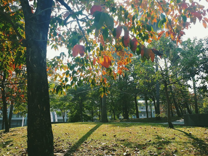 trees