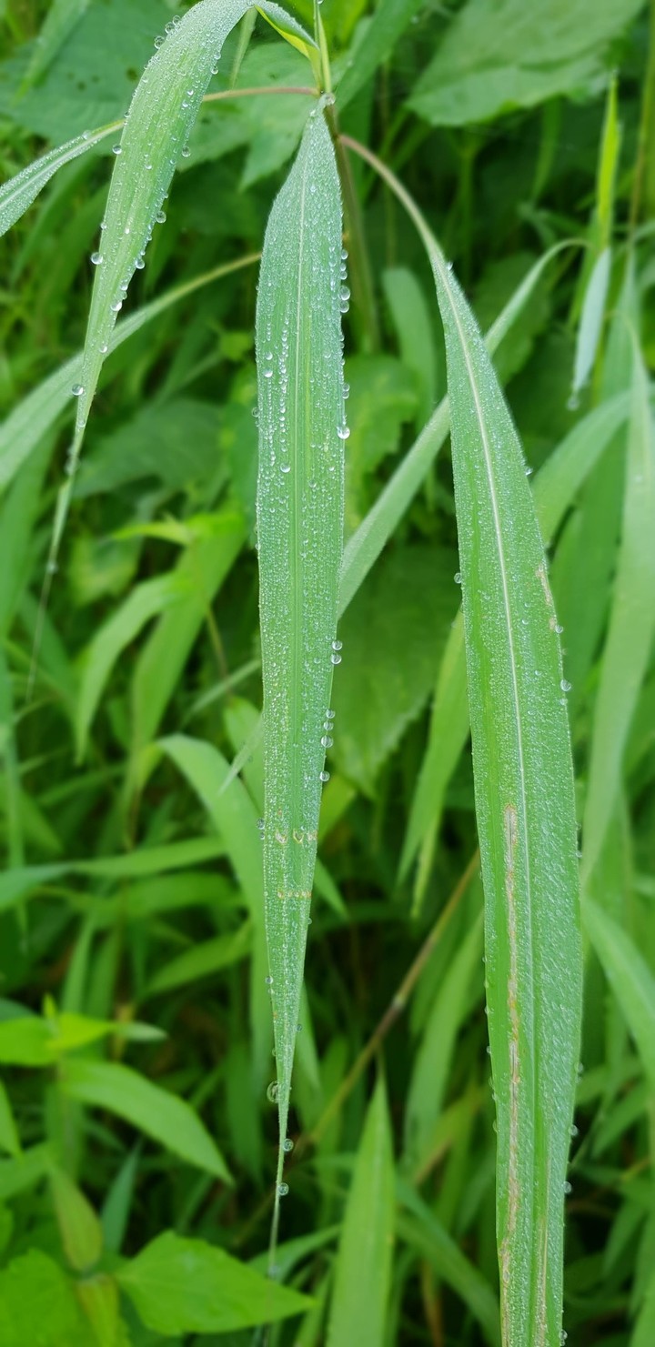 Morning Dew