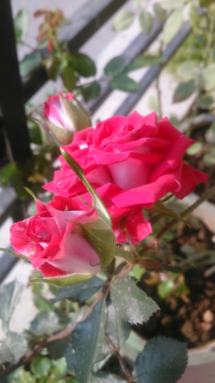 bud wd flower