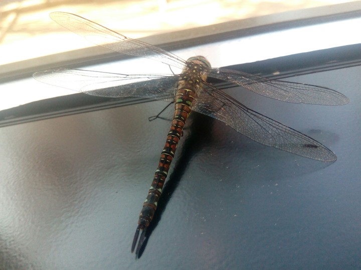 Dragonfly