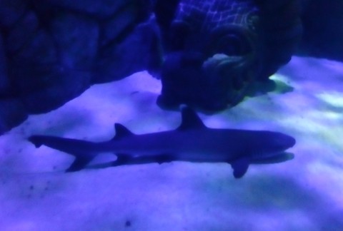 Shark