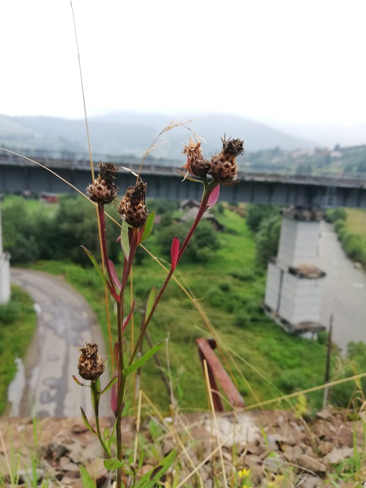 Carpathians thistle