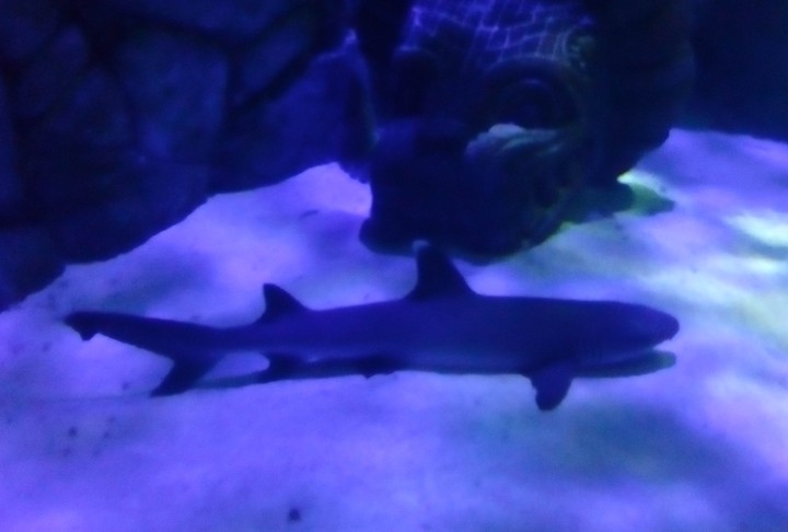 Shark